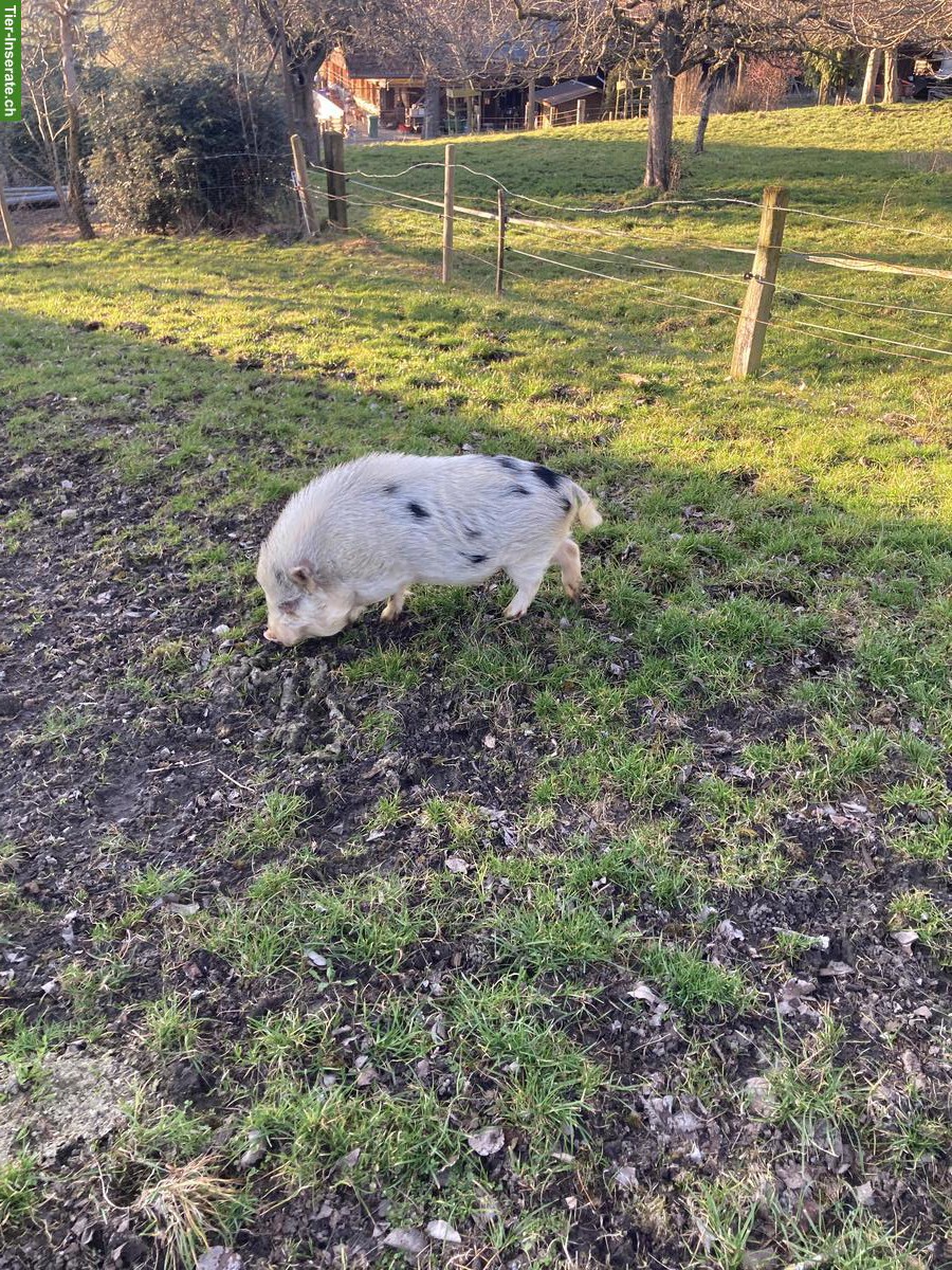 Bild 4: Schöner Zuchteber zu verkaufen