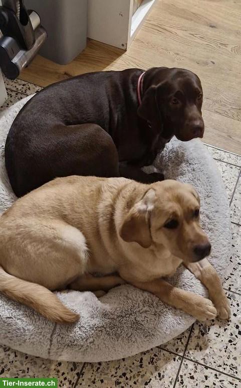 Liebevolle Labrador Hündinnen suchen bestes Zuhause