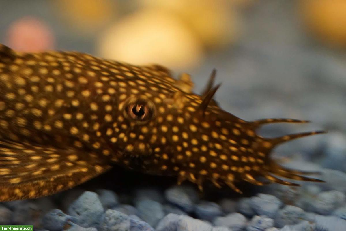 Antennenwelse / Bristlenose Plecos - GRATIS