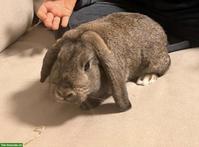 2 junge Widder Kaninchen suchen liebevolles Zuhause