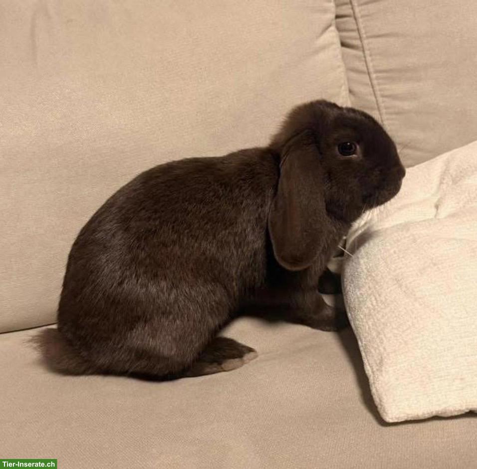 Bild 2: 2 junge Widder Kaninchen suchen liebes Zuhause