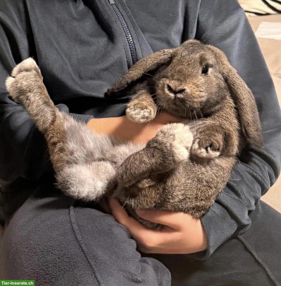 Bild 3: 2 junge Widder Kaninchen suchen liebes Zuhause