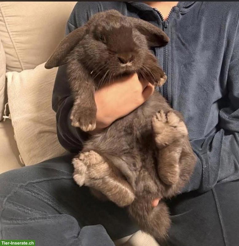 Bild 4: 2 junge Widder Kaninchen suchen liebes Zuhause