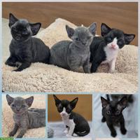 Devon Rex Kitten suchen Zuhause