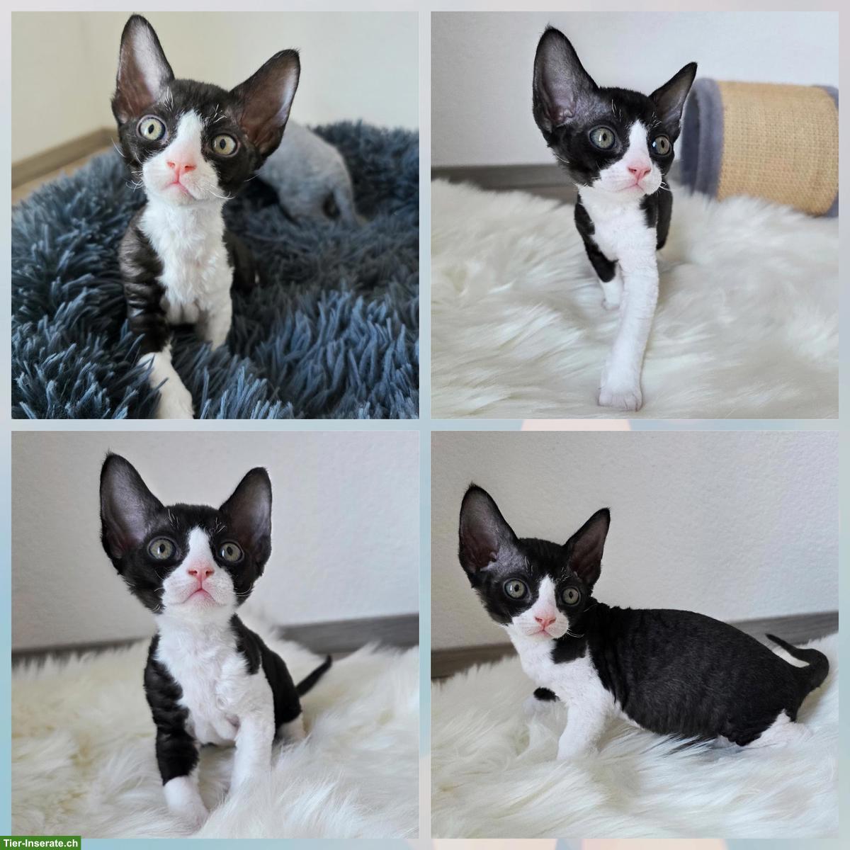 Bild 2: Devon Rex Kitten suchen Zuhause