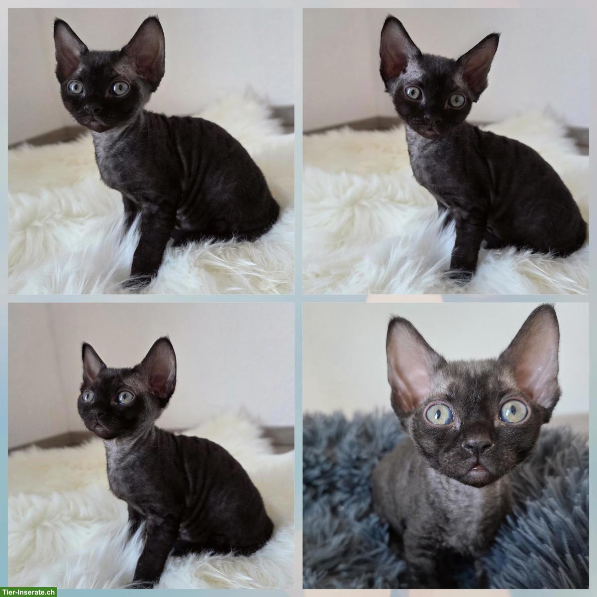 Bild 3: Devon Rex Kitten suchen Zuhause