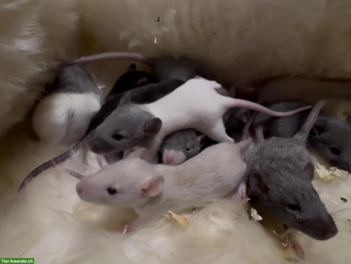 Junge Farbratten, Männchen & Weibchen