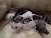 Junge Farbratten, Männchen & Weibchen