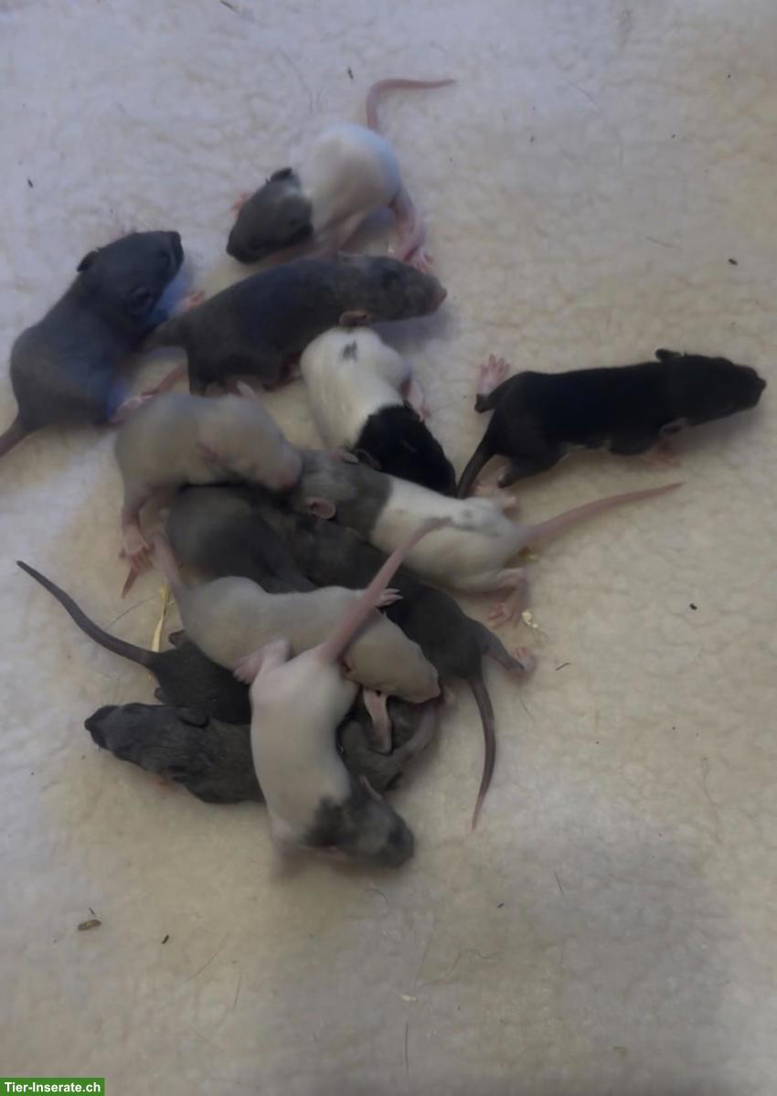 Bild 2: Junge Farbratten, Männchen & Weibchen