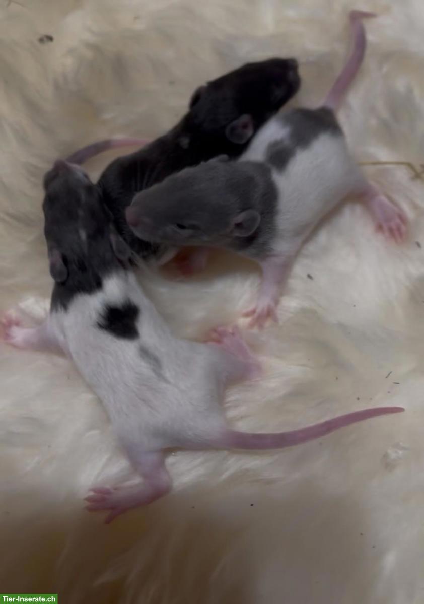 Bild 3: Junge Farbratten, Männchen & Weibchen