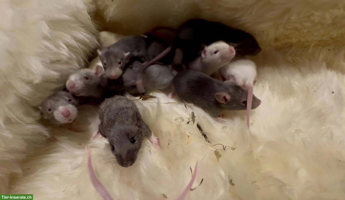 Bild 4: Junge Farbratten, Männchen & Weibchen