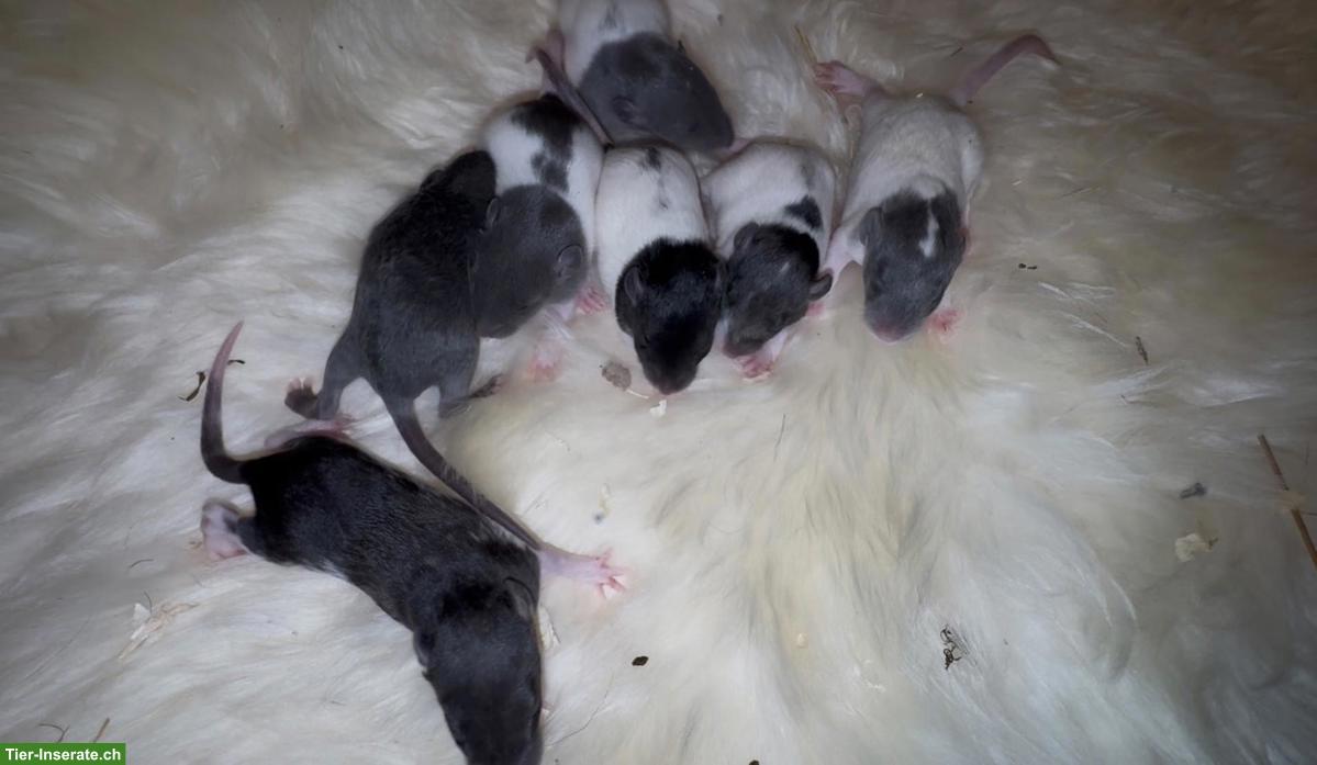 Bild 5: Junge Farbratten, Männchen & Weibchen