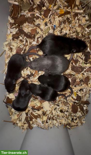 Bild 6: Junge Farbratten, Männchen & Weibchen