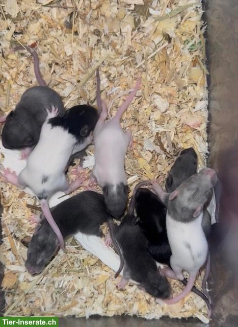 Bild 7: Junge Farbratten, Männchen & Weibchen