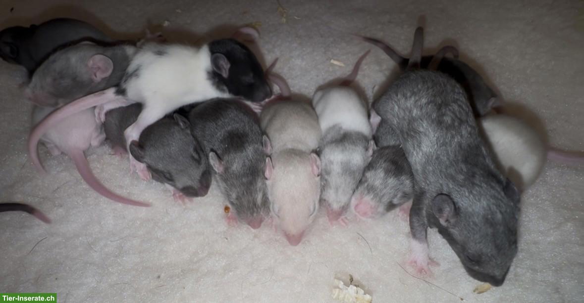 Bild 8: Junge Farbratten, Männchen & Weibchen