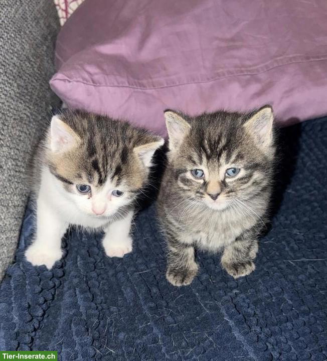 Süsse Tiger-Katzenbabys suchen liebevolles Zuhause