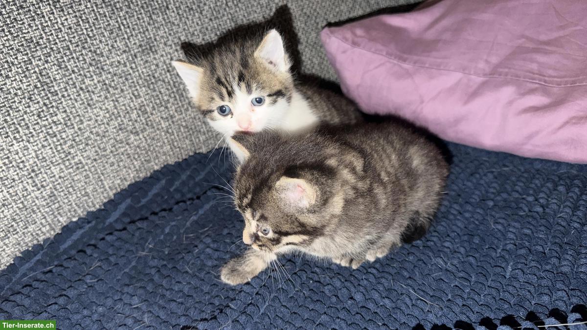Bild 3: Süsse Tiger-Katzenbabys suchen liebevolles Zuhause