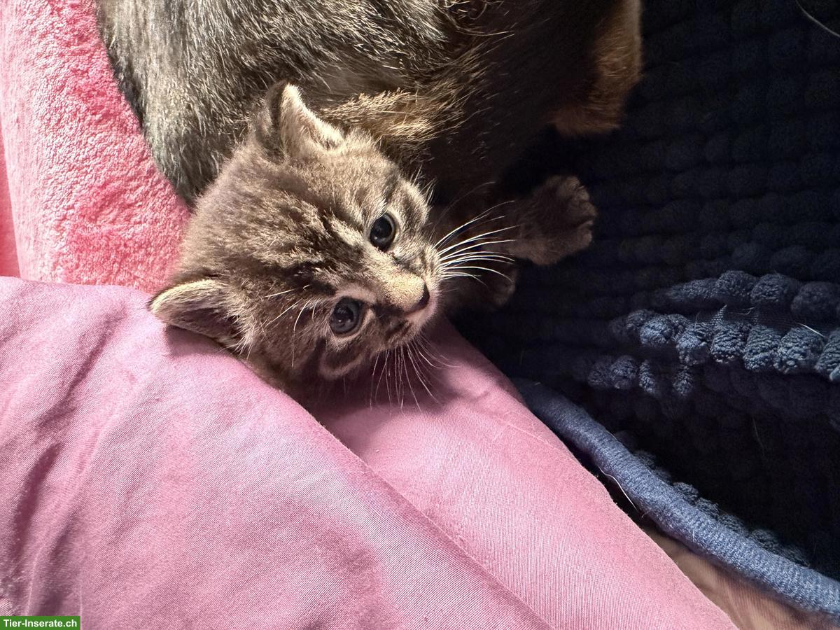 Bild 4: Süsse Tiger-Katzenbabys suchen liebevolles Zuhause