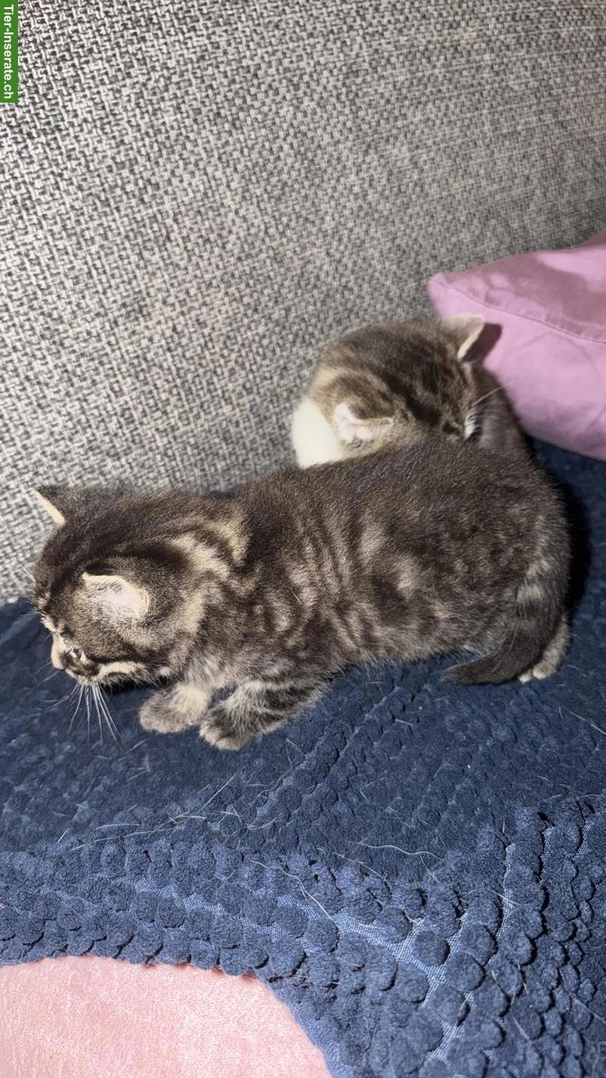 Bild 5: Süsse Tiger-Katzenbabys suchen liebevolles Zuhause