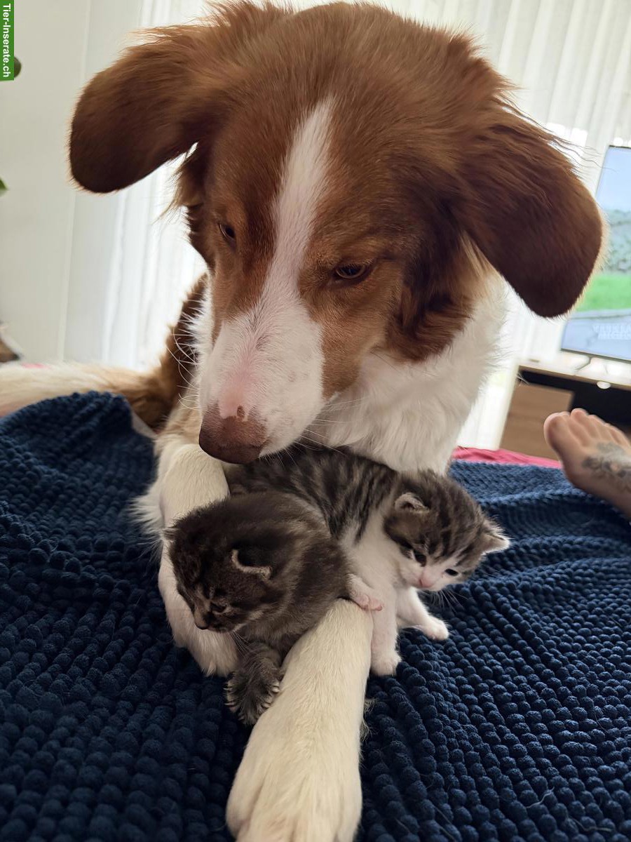 Bild 7: Süsse Tiger-Katzenbabys suchen liebevolles Zuhause