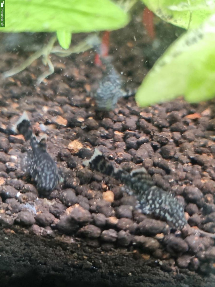 Junge Antennenwelse, 2-4 cm gross