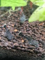 Junge Antennenwelse, 2-4 cm gross