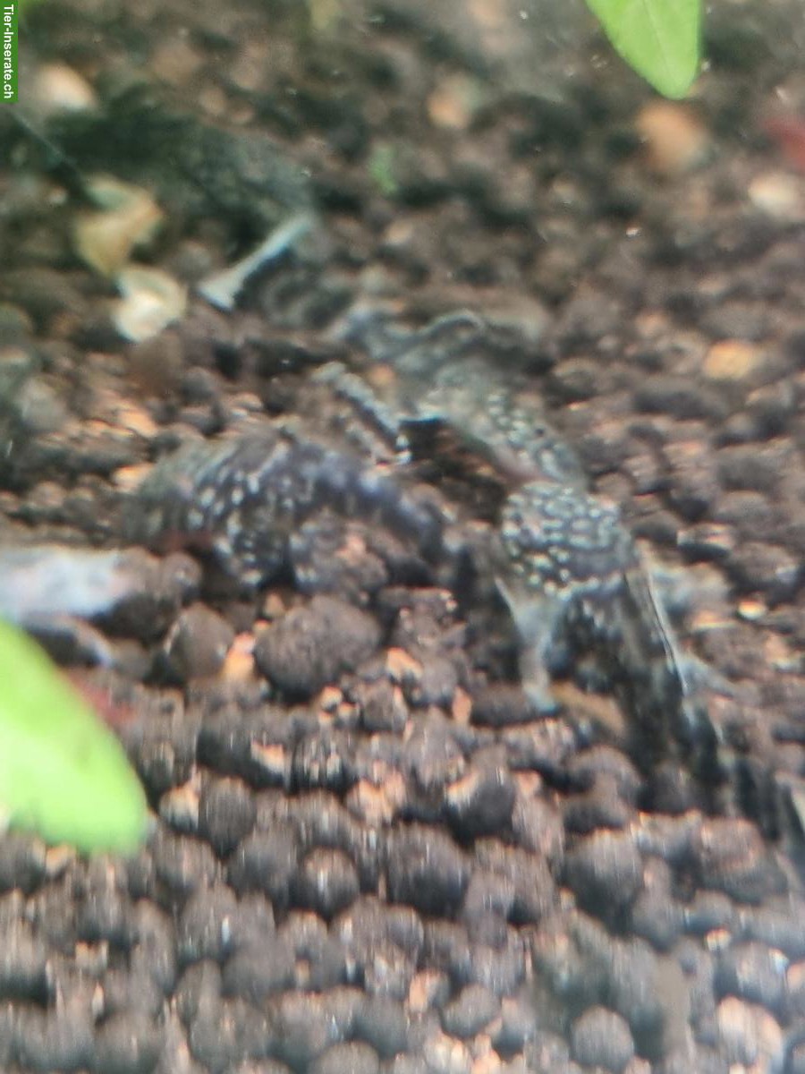 Bild 2: Junge Antennenwelse, 2-4 cm gross