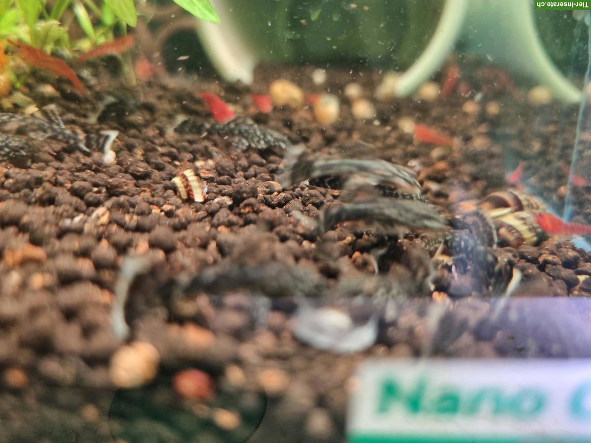 Bild 3: Junge Antennenwelse, 2-4 cm gross