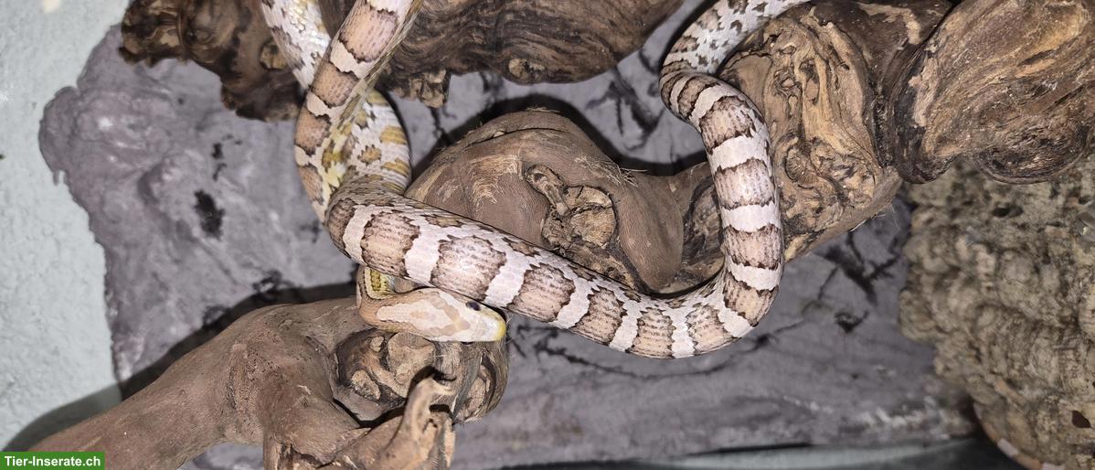Junge Kornnatter aus eigener Zucht, handzahm