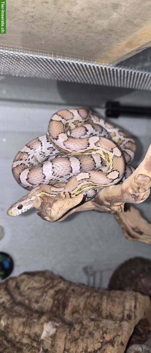 Bild 2: Junge Kornnatter aus eigener Zucht, handzahm