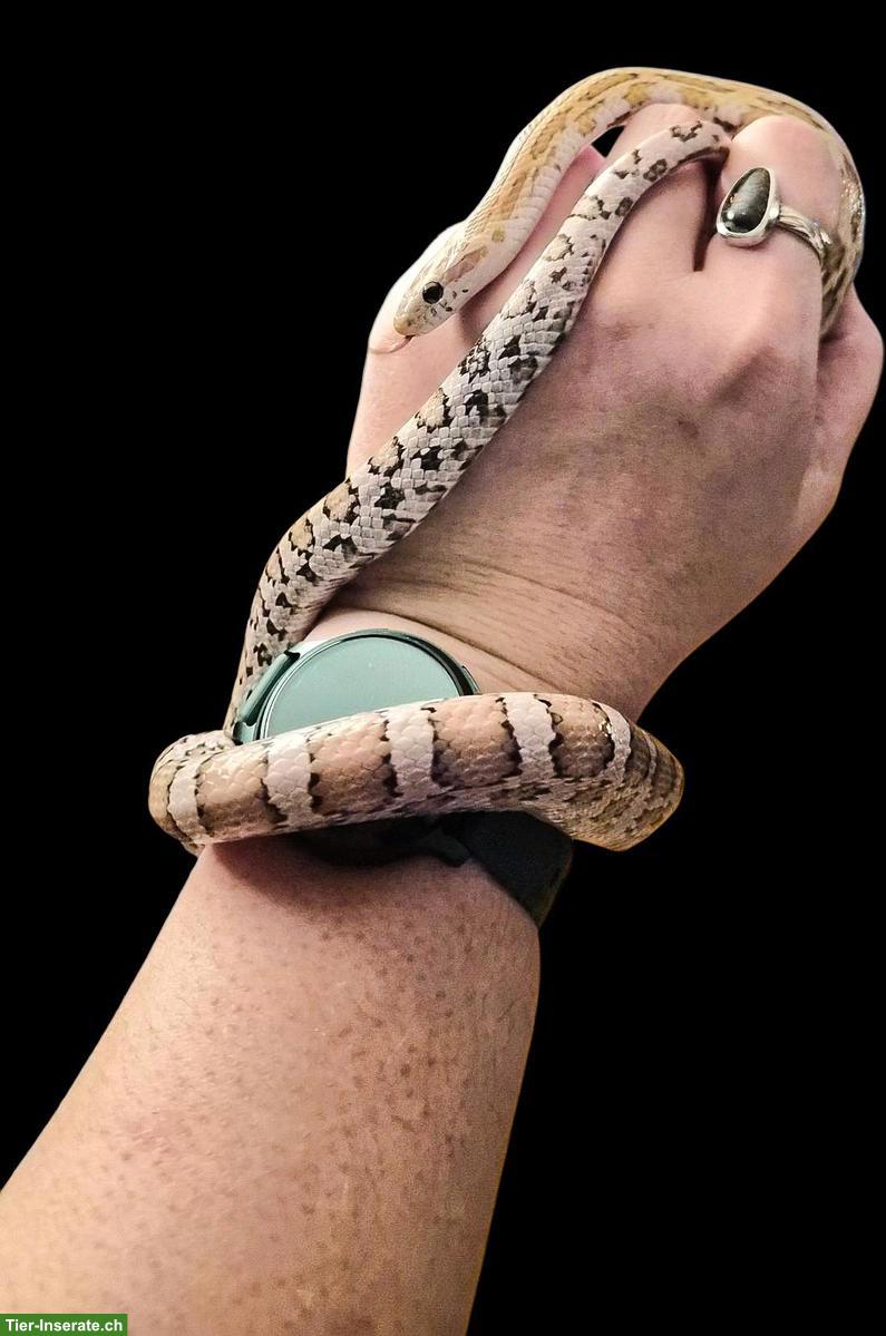 Bild 4: Junge Kornnatter aus eigener Zucht, handzahm