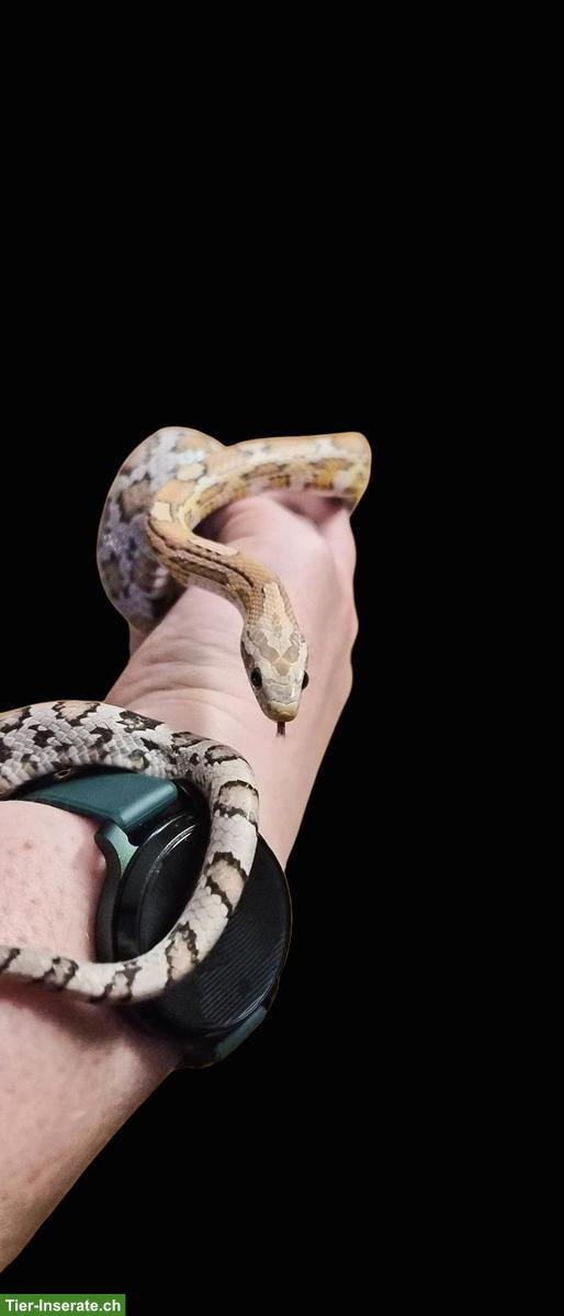 Bild 5: Junge Kornnatter aus eigener Zucht, handzahm