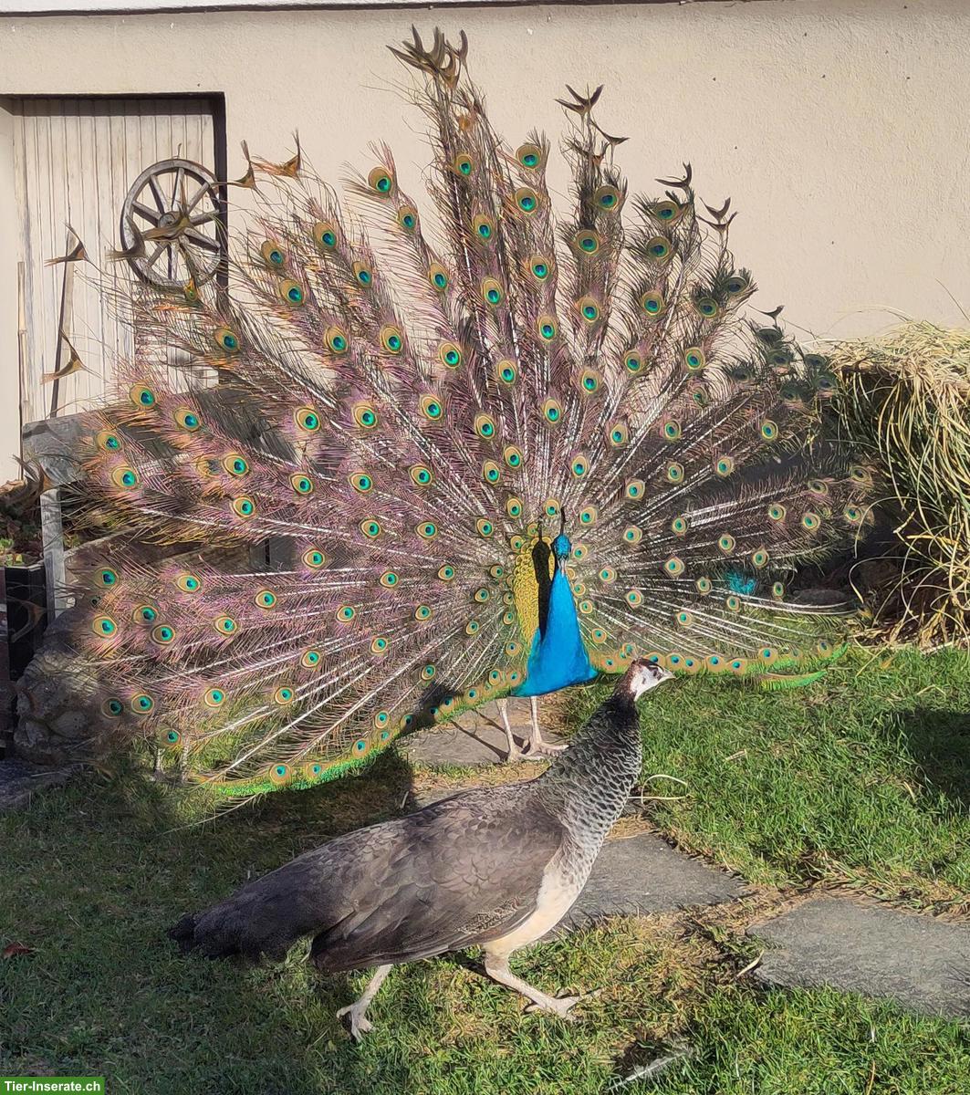 1 Pfauenpaar, Freilauf gewohnt