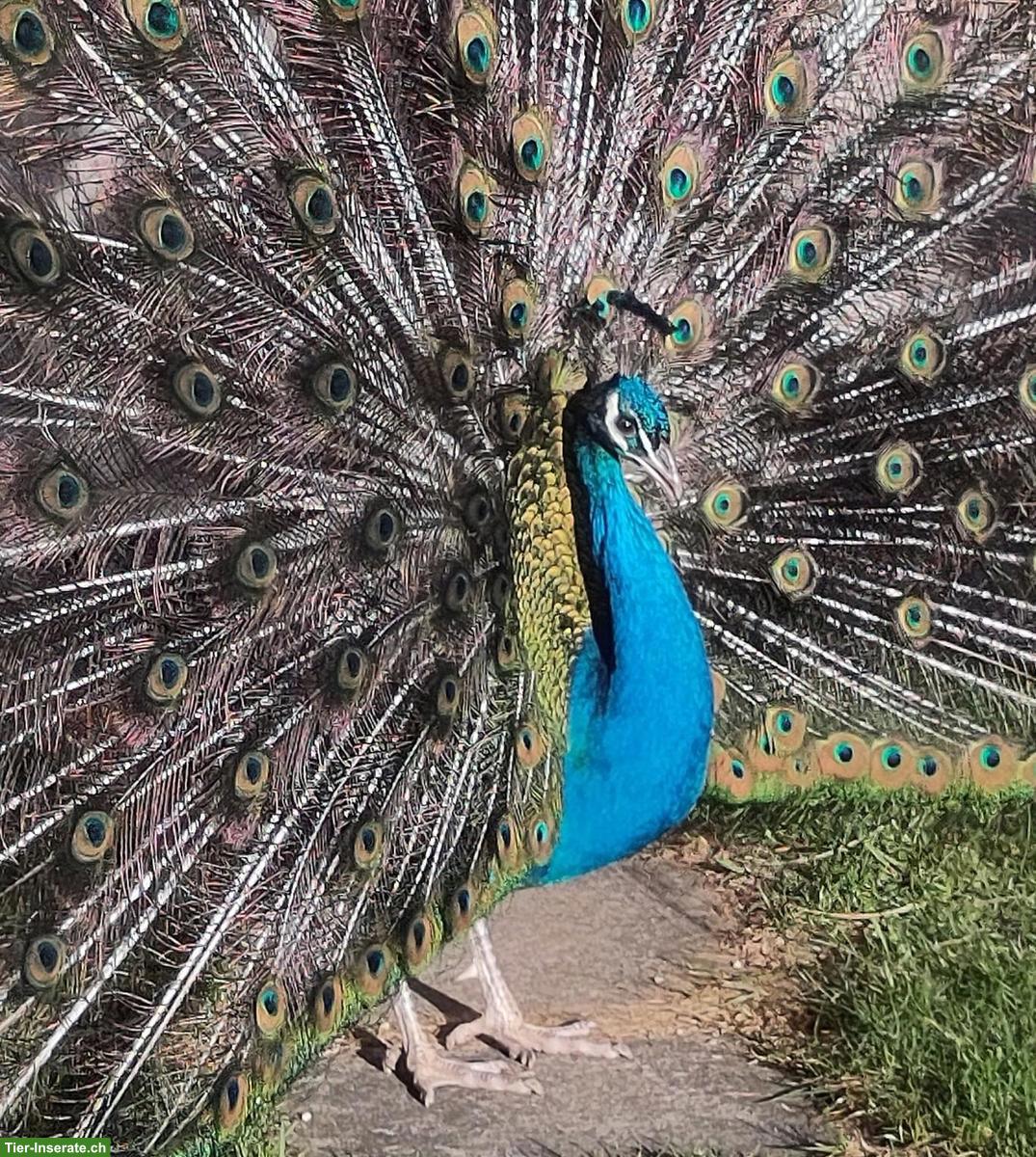 Bild 2: 1 Pfauenpaar, Freilauf gewohnt