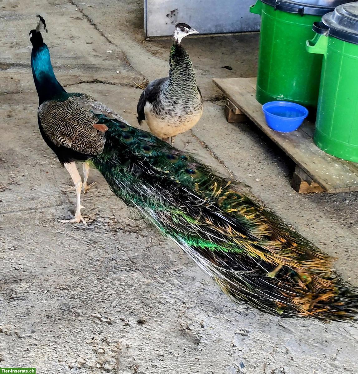 Bild 3: 1 Pfauenpaar, Freilauf gewohnt