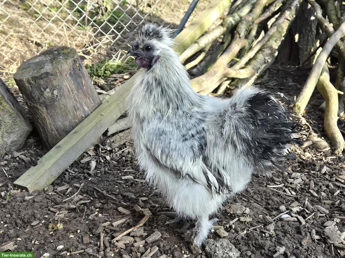 Wunderschöner junger Seidenhahn aus Naturbrut