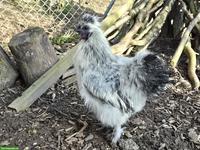 Wunderschöner junger Seidenhahn aus Naturbrut