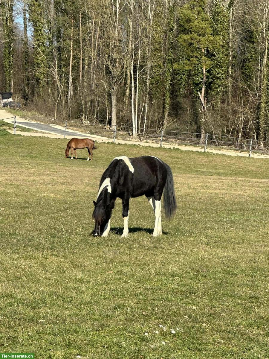 Welsh A x American Shetland Pony, Stute