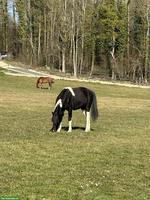 Welsh A x American Shetland Pony, Stute