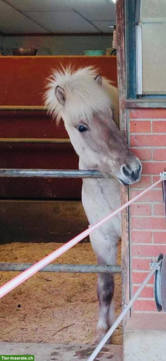 Isländer Wallach mit besonderem Bedürfnis