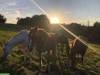 Ferienplätze fürs Pferd/Pony/Esel/Maultier, Etzelkofen BE