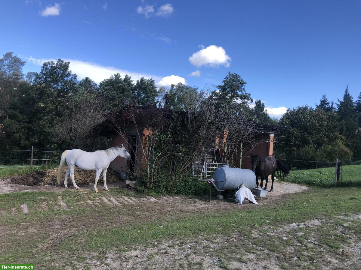 Bild 2: Ferienplätze fürs Pferd/Pony/Esel/Maultier, Etzelkofen BE