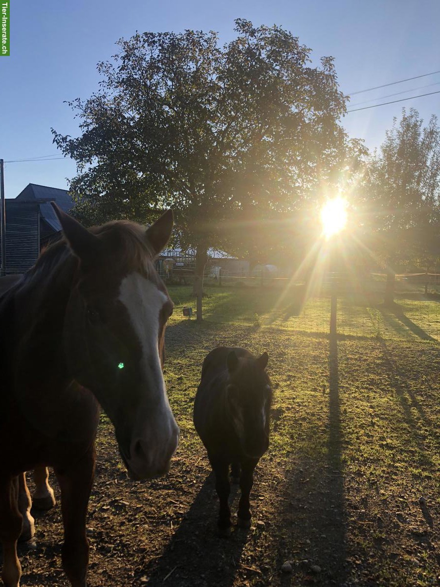 Bild 3: Ferienplätze fürs Pferd/Pony/Esel/Maultier, Etzelkofen BE