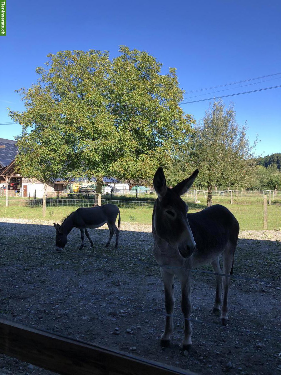 Bild 4: Ferienplätze fürs Pferd/Pony/Esel/Maultier, Etzelkofen BE