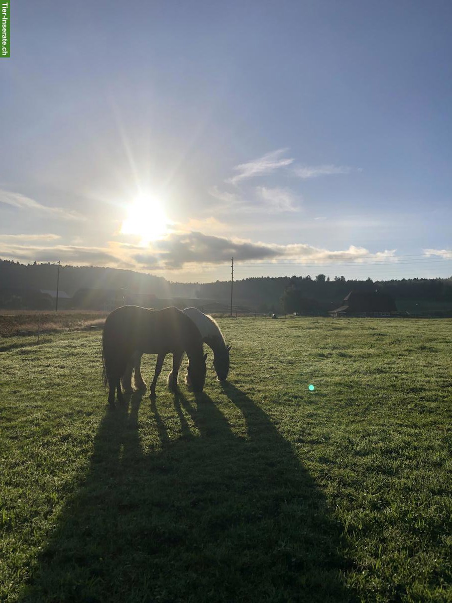 Bild 5: Ferienplätze fürs Pferd/Pony/Esel/Maultier, Etzelkofen BE