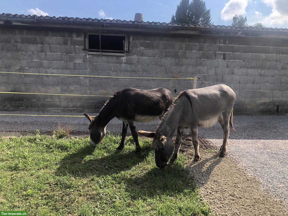 Bild 6: Ferienplätze fürs Pferd/Pony/Esel/Maultier, Etzelkofen BE