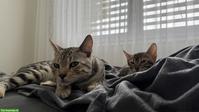 Bengal Katzenpaar Yuki und Yuna