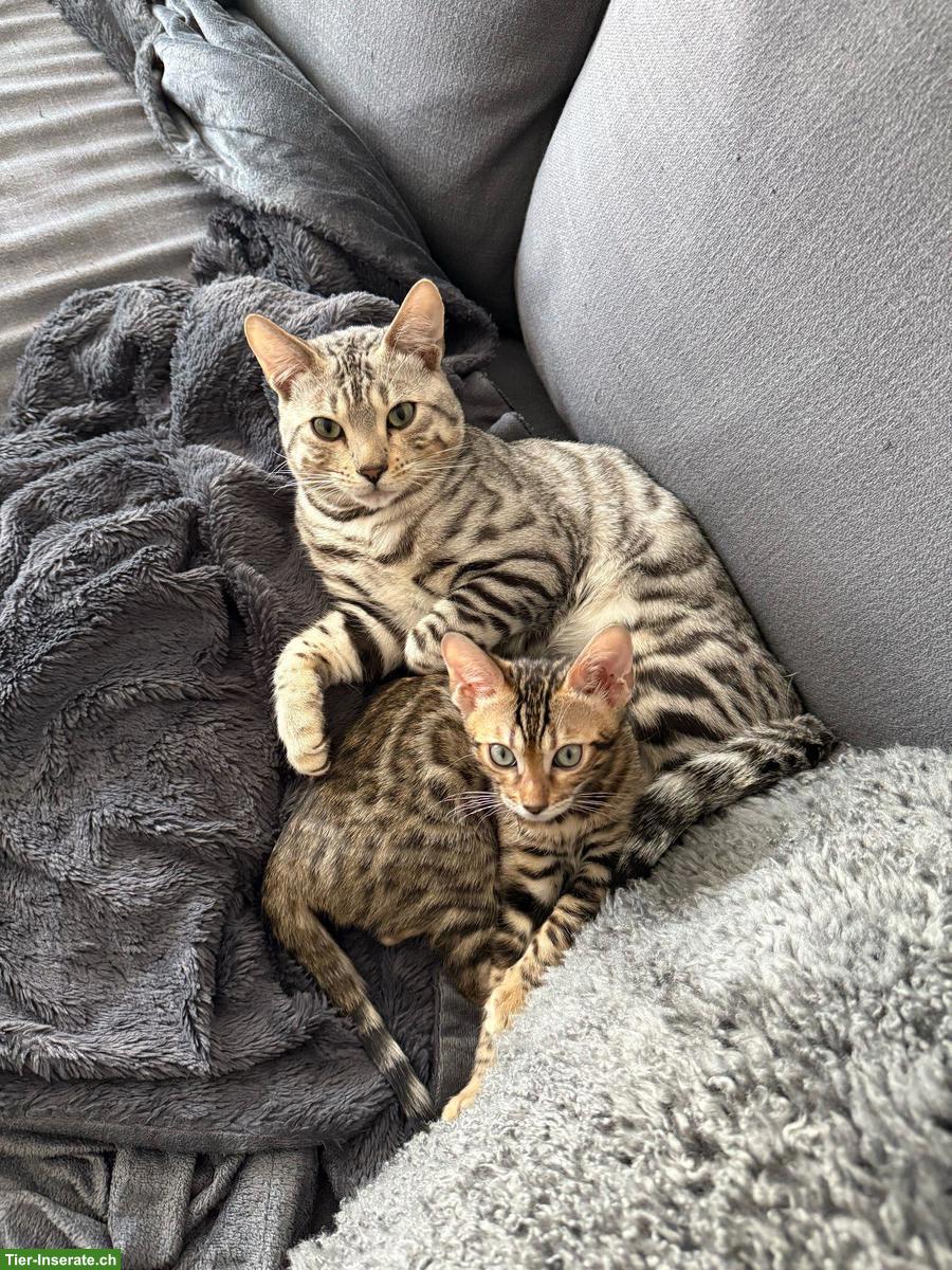 Bild 2: Bengal Katzenpaar Yuki und Yuna