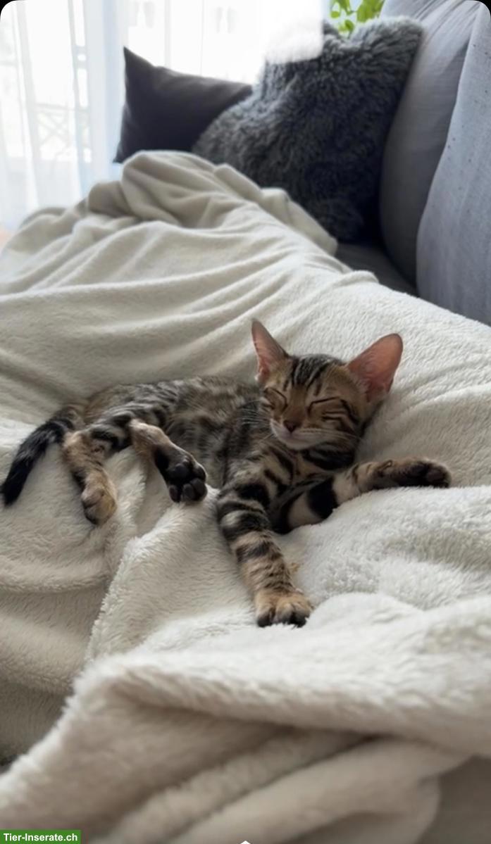 Bild 3: Bengal Katzenpaar Yuki und Yuna