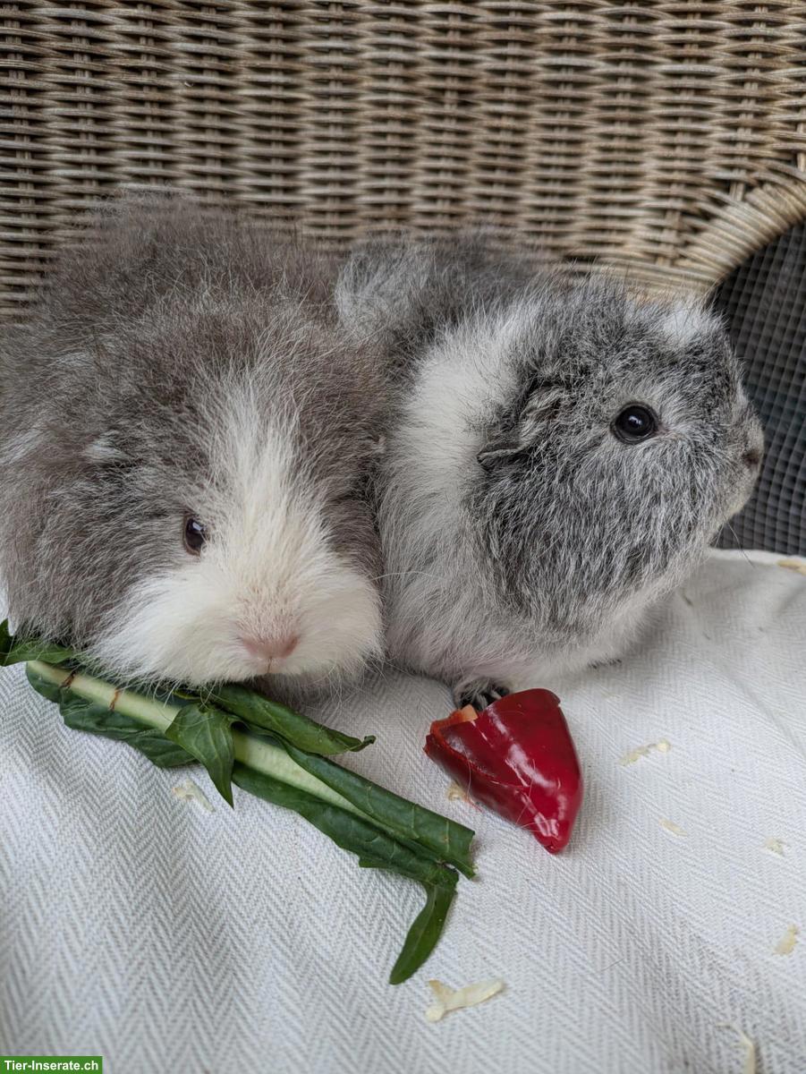 2 junge CH-Teddy Meerschweinchen-Damen abzugeben